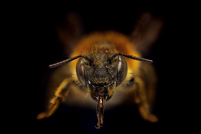 4-Megachilidae-option-1.jpg 4-Megachilidae-option-1.jpg