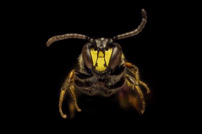 2-Colletidae-option-1.jpg 2-Colletidae-option-1.jpg