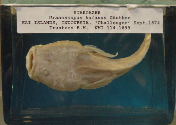 03-stargazer-sample-indonesia-challenger-expedition.jpg 03-stargazer-sample-indonesia-challenger-expedition.jpg