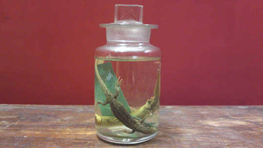 Three Young Lizards from Cappagh, Co. Waterford