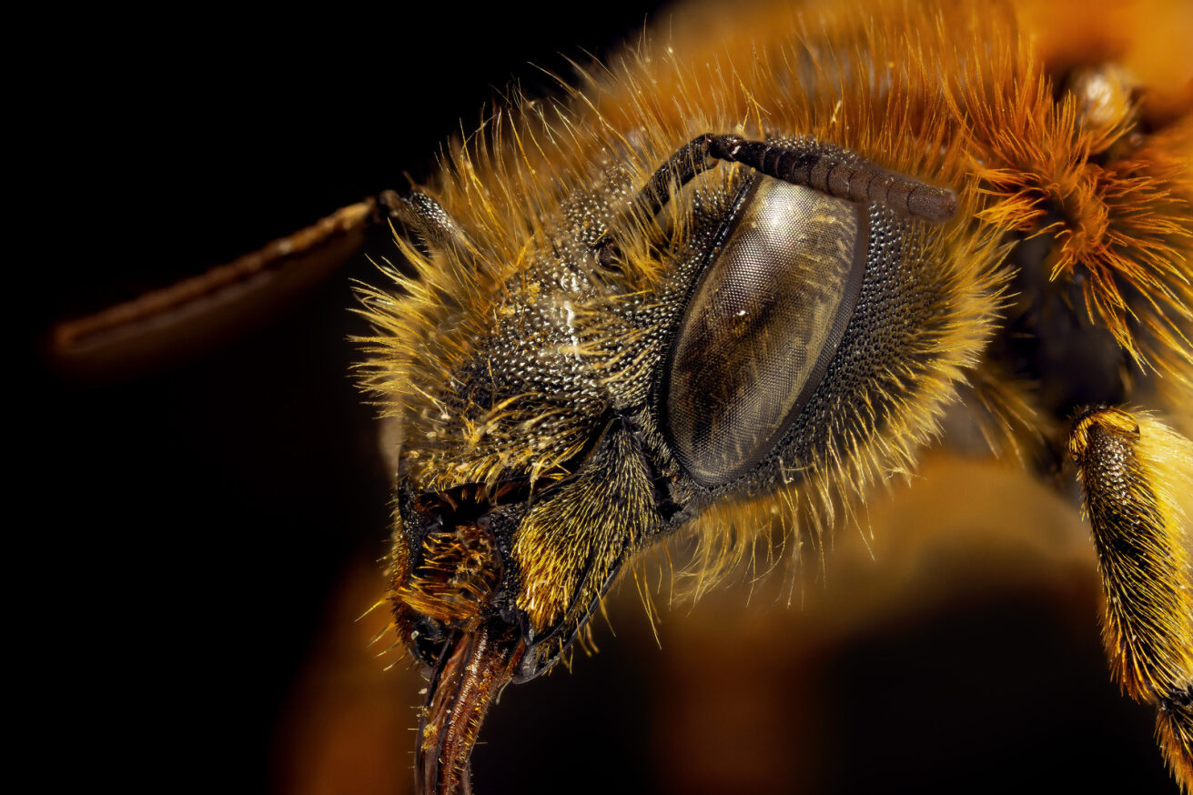 Gold-Fringed Mason Bee 