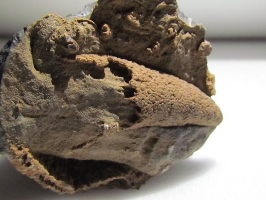 The Formation of Fossils