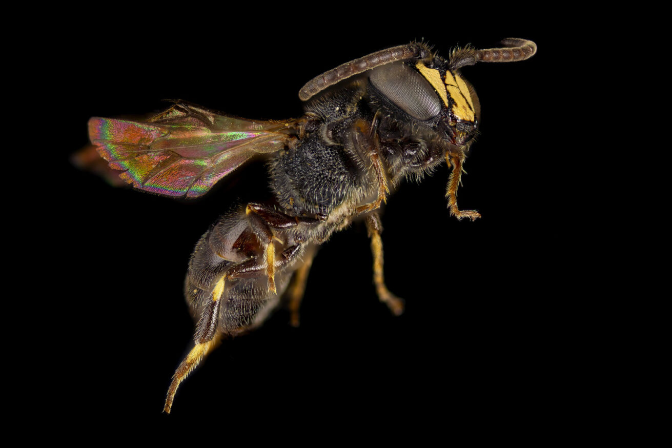 Common Yellow-Face Bee