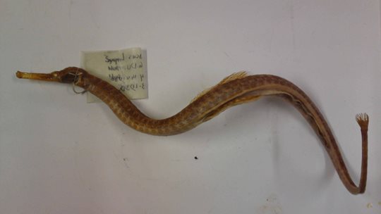 Pipefish from North Bull Island, Dublin