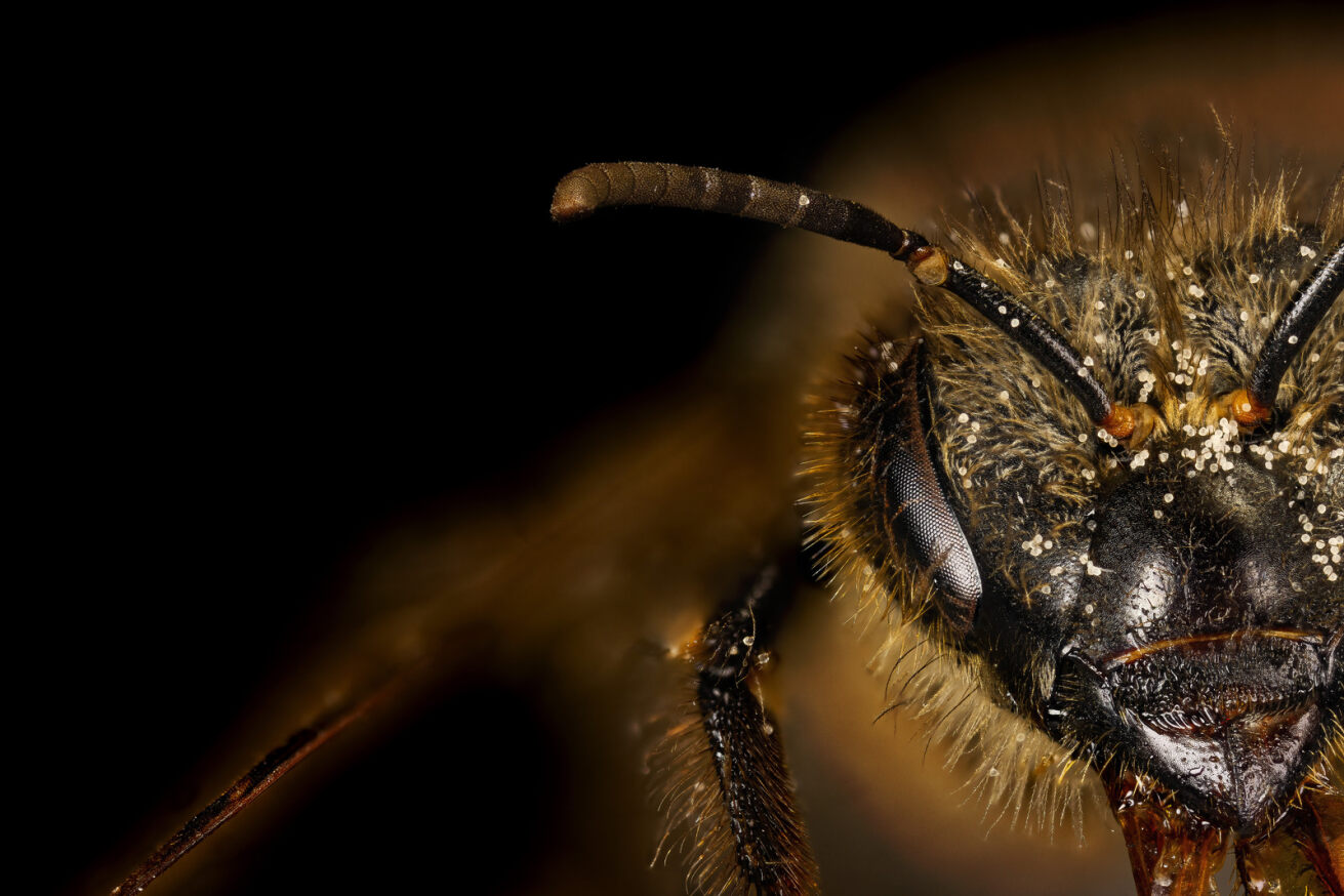 Western Dark Honeybee