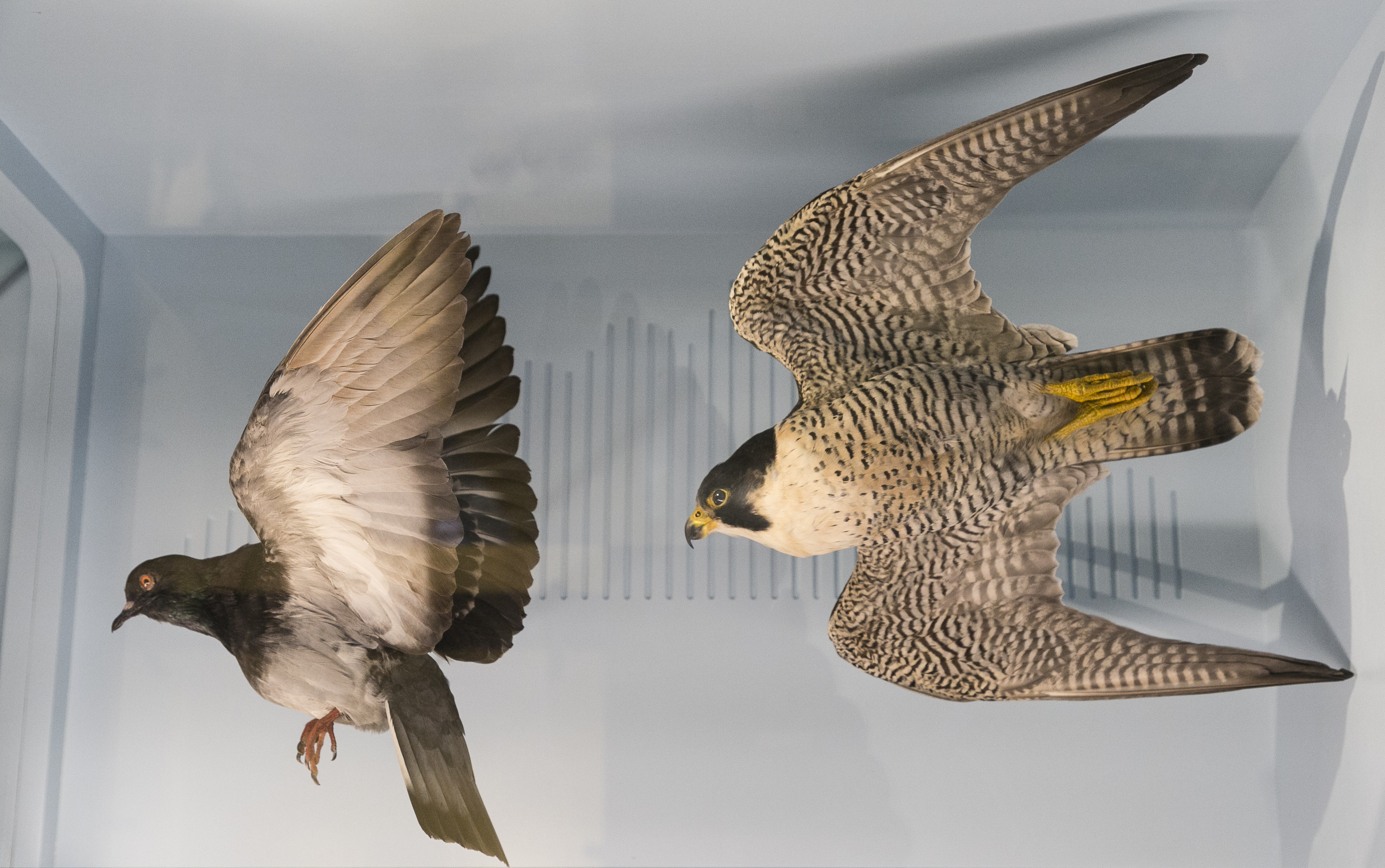 Peregrine Falcon 